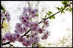 mon-image