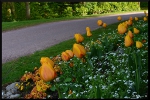 mon-image