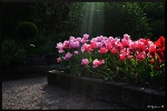 mon-image